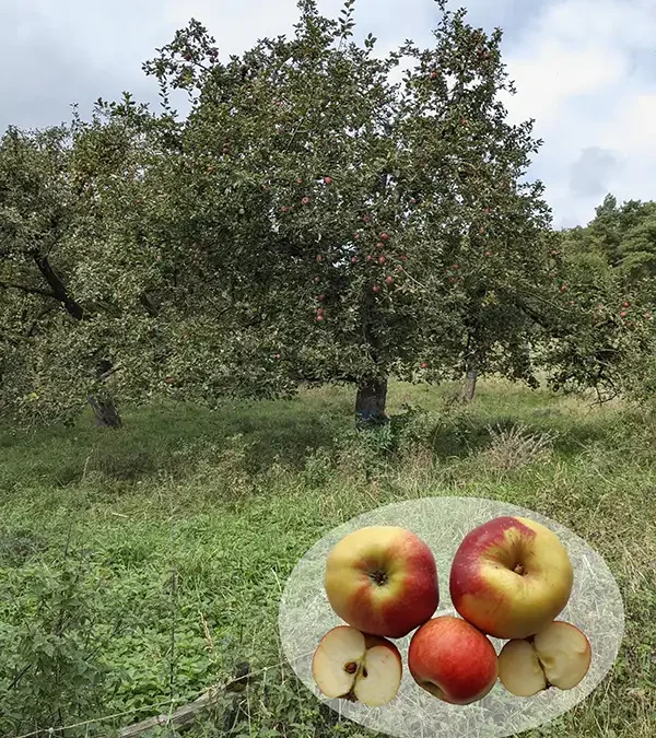 Rheinischer Winterrambur