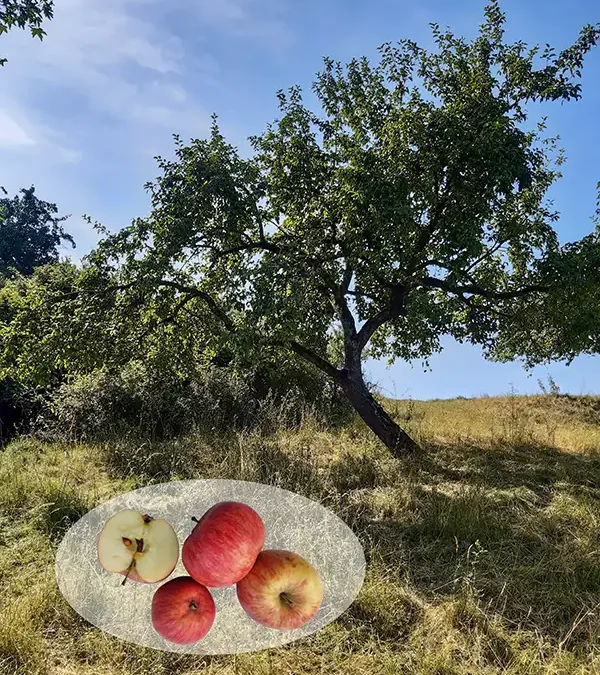 Roter Trierer Weinapfel